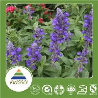 High quality Salvia sclarea extract 98% Sclareolide Powder