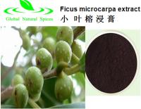 Ficus Microcarpa Extract of factory supply