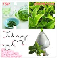 2015 hot selling green tea extract EGCG 98% with GMP