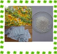 Natural Sophora alopecuroides Extract Cytisine