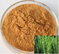 Rosemary Leaf Extract Powder Ursolic acid 25% 50% 90% 98%