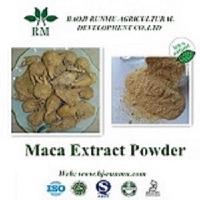 Maca extract powder 50:1