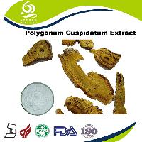 Polygonum Cuspidatum Extract 98% Resveratrol Powder
