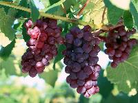 Grape Seed Extract/Proanthocyanidins