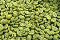 Green Coffee Bean Extract/Chlorogenic acid