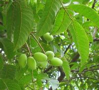 Olive leaf extract hydroxytyrosol