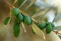 olive leaf extract olenolic acid