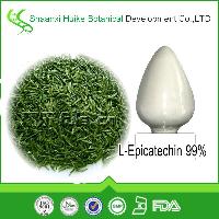 GMP facotry supply 100% Natural Green tea extract Epicatechin.L-Epicatechin