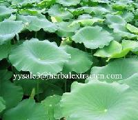 Lotus Leaf Extract nuciferine 2%-50%, 10:1 weight control, 100% natural, Chinese manufacturer supply , hot selling
