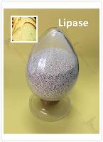 Top Quality Lipase in China