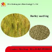 Barley seedling
